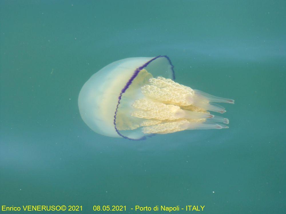 13 - Medusa nel porto di Napoli.jpg